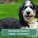Bernedoodle-Puppies-in-Virginia-Top-4-Breeders