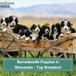 Bernedoodle-Puppies-in-Wisconsin-Top-4-Breeders