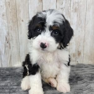 Bernedoodles-Bernese-Mountain-Dogs-Of-The-Open-Prairie