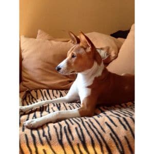 Best-Basenji-Breeders-NH-Residents-Should-Check-Out