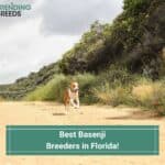 5 Best Basenji Breeders in Florida! (2023)
