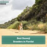 Best-Basenji-Breeders-in-Florida-template