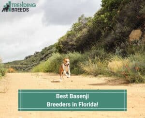 Best-Basenji-Breeders-in-Florida-template