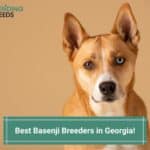 Best-Basenji-Breeders-in-Georgia-template