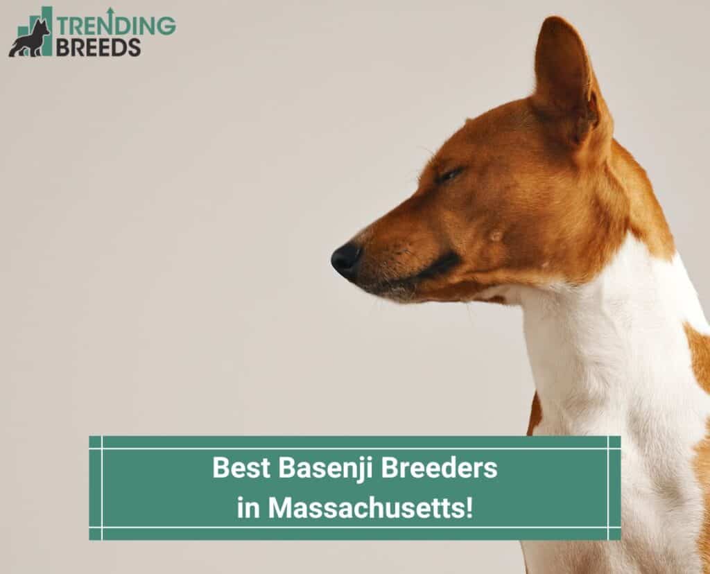 Best-Basenji-Breeders-in-Massachusetts-template