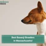 6 Best Basenji Breeders in Massachusetts! (2023)