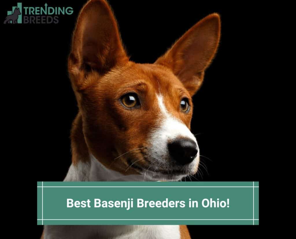 Best-Basenji-Breeders-in-Ohio-template