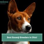 6 Best Basenji Breeders in Ohio! (2022)