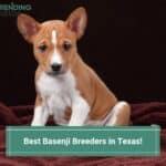 5 Best Basenji Breeders in Texas! (2023)