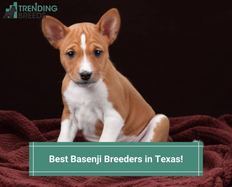 5 Best Basenji Breeders in Texas! (2024)