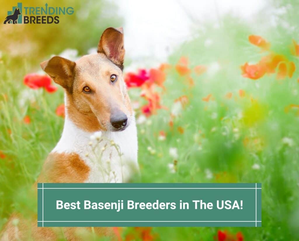 Best-Basenji-Breeders-in-The-USA-template