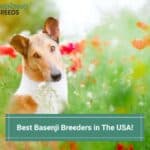 6 Best Basenji Breeders in The USA! (2022)