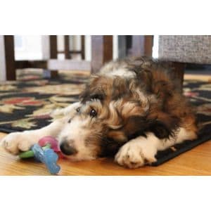 Best-Bernedoodle-Breeders-in-Illinois