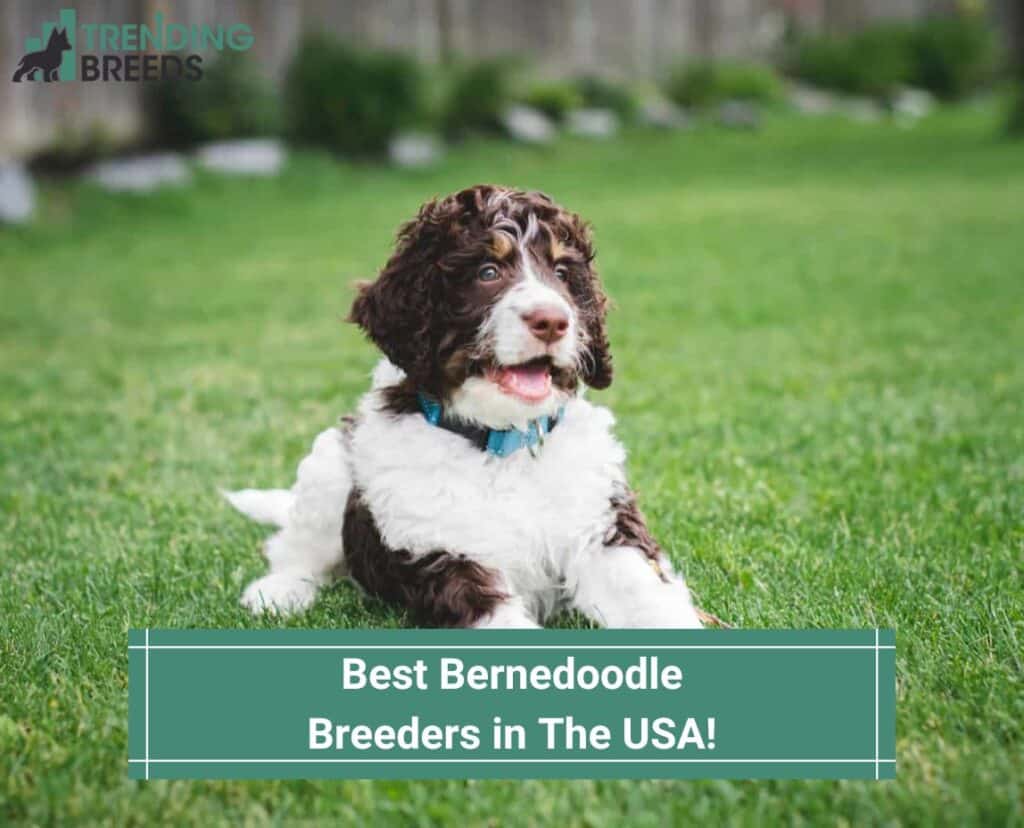 Best-Bernedoodle-Breeders-in-The-USA-template