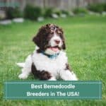 8 Best Bernedoodle Breeders in The USA! (2023)