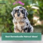 6 Best Bernedoodle Haircut Ideas! (2023)