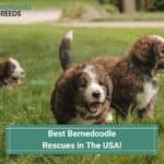 Best-Bernedoodle-Rescues-in-The-USA-template