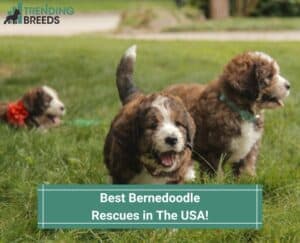 Best-Bernedoodle-Rescues-in-The-USA-template