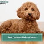 9 Best Cavapoo Haircut Ideas! (2023)