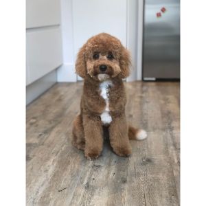 Best-Cavapoo-Haircuts