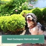 8 Best Cockapoo Haircut Ideas! (2023)