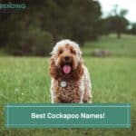 Best-Cockapoo-Names-template