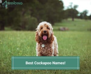 Best-Cockapoo-Names-template