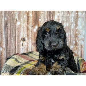 Black-and-Tan-Cockapoo