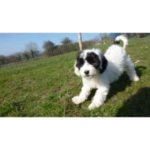 Black-and-White-Cockapoo