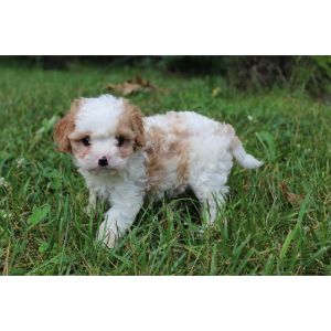 Bliss-Kennels-Cavapoo-Puppies