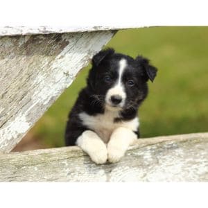 Border-Collie