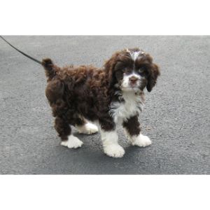 Brown-and-White-Cockapoo
