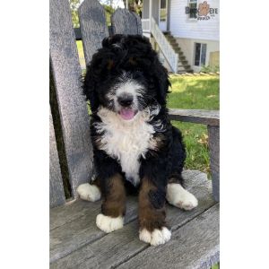 Buckeye-Ridge-Bernedoodles