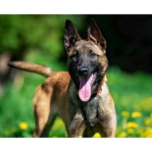 Cabel-Malinois