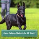 Can-a-Belgian-Malinois-Be-All-Black-template