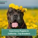 Cane-Corso-Puppies-in-California-Top-5-Breeders-template