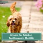 Cavapoo-For-Adoption-Top-Rescues-in-The-USA-template