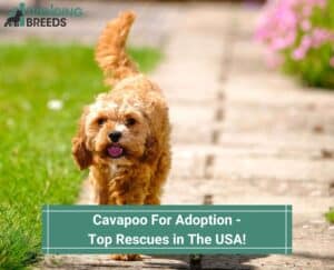 Cavapoo-For-Adoption-Top-Rescues-in-The-USA-template