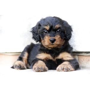 Cavapoo-Overview