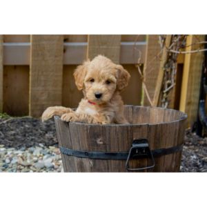 Cavapoo-Vs-Mini-Goldendoodle-Temperaments