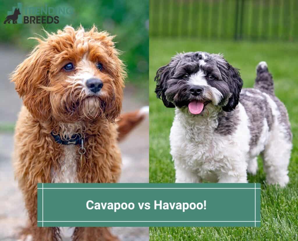 Cavapoo-vs-Havapoo-template