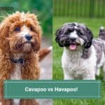 Cavapoo vs Havapoo: Similarities and Differences! (2022)