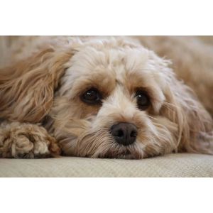 Cavapoo-vs-Maltipoo-Differences