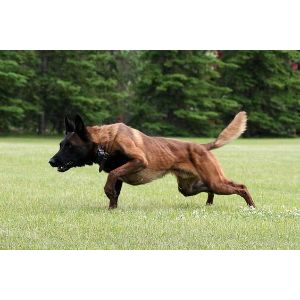 Centenario-Elite-Malinois