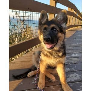 Central-Coast-German-Shepherds