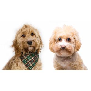 Characteristics-Between-Cockapoo-vs-Maltipoo-Breeds