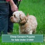 Cheap Cavapoo Puppies for Sale Under 00 - Top 4 Breeders! (2022)