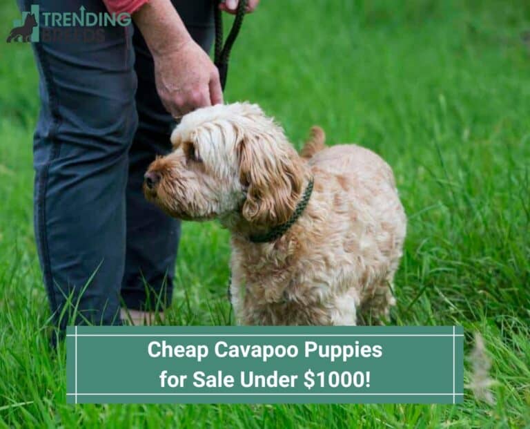 Cheap Cavapoo Puppies For Sale Under 1000 Top 4 Breeders 2024 cheap-cavapoo-puppies-for-sale-under-1000-top-4-breeders-2024