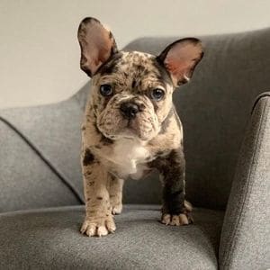 Chitawee-French-Bulldogs