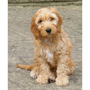 Cockapoo-Genes-The-Basics